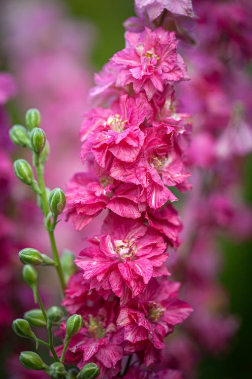 Delphinium consolida, 'Carmine King'