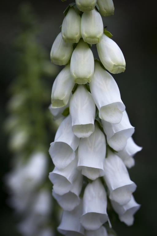 Digitalis purpurea, 'Snow Thimble'