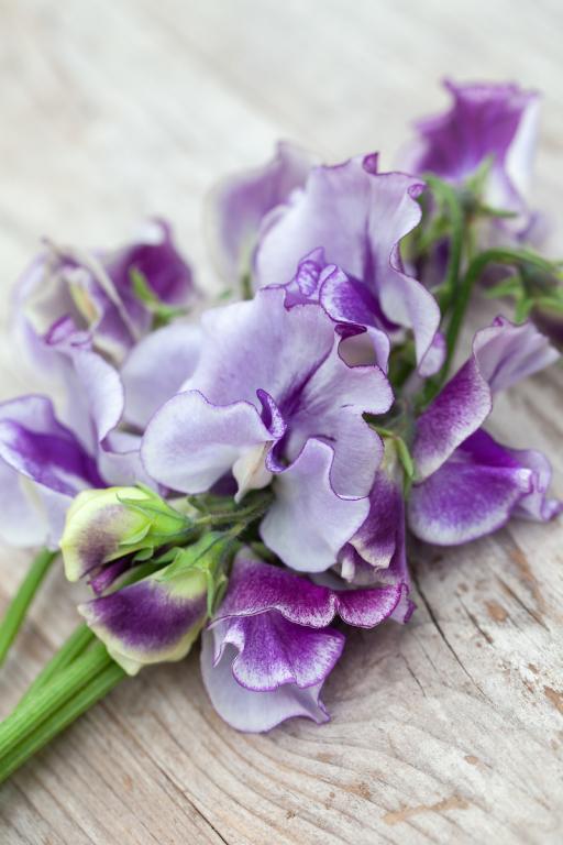 Lathyrus odoratus, 'Night Sky'