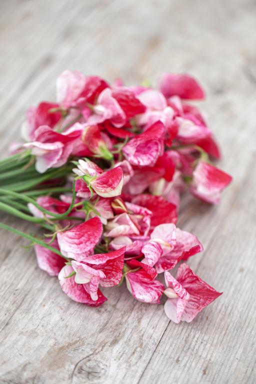 Lathyrus odoratus, 'America'