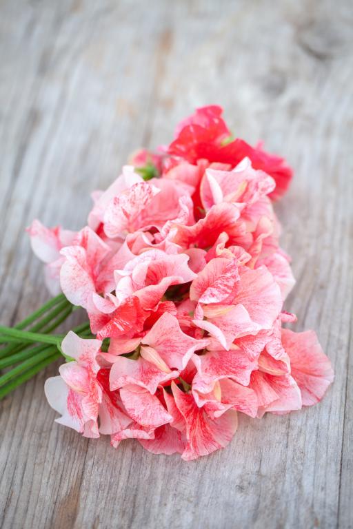 Lathyrus odoratus, 'Geoff Hughes'