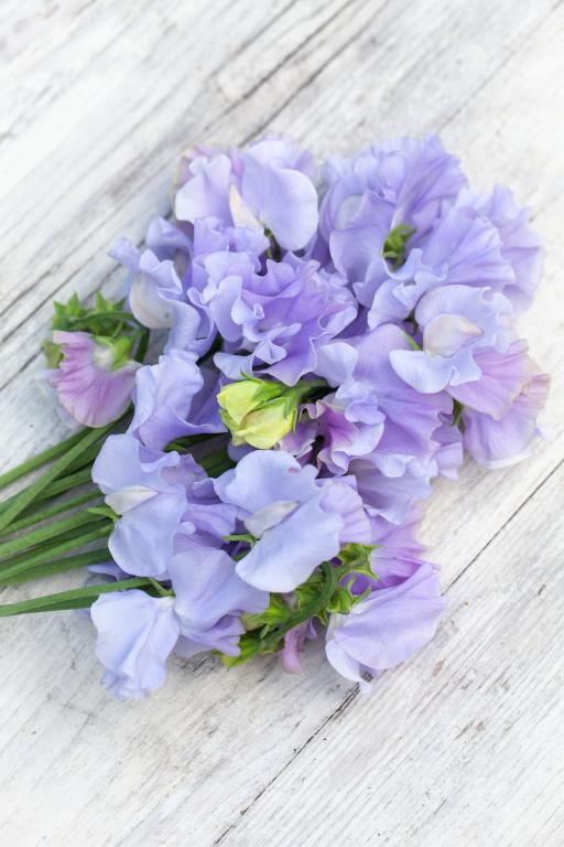 Lathyrus odoratus, 'Ballerina Blue'