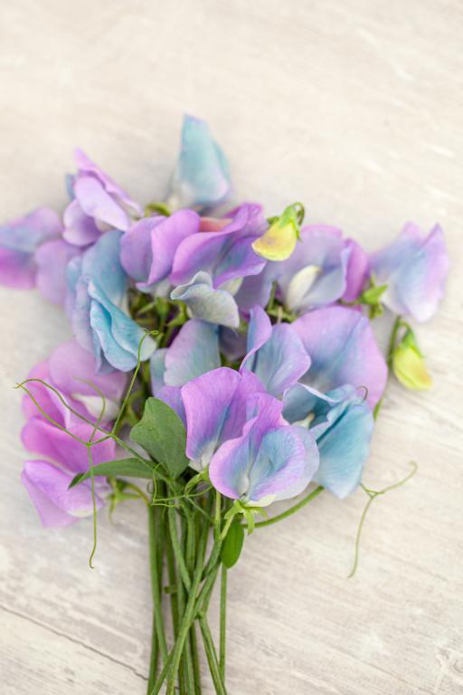 Lathyrus odoratus, 'Turquoise Lagoon'