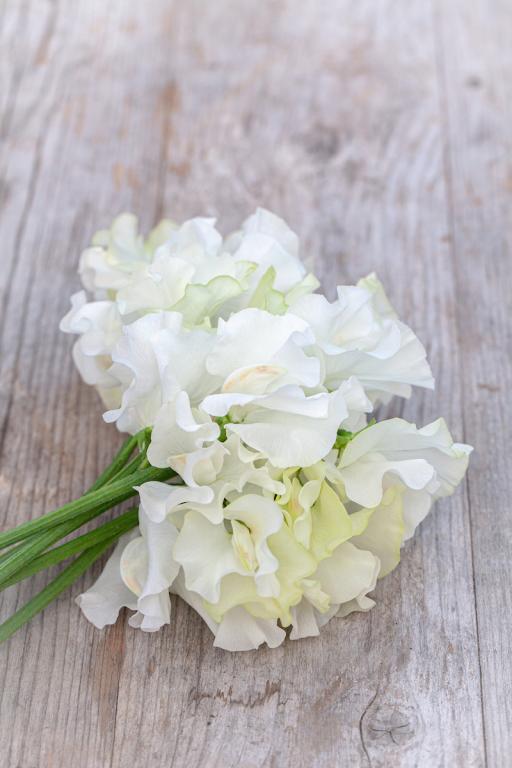 Lathyrus odoratus, 'Memorial Flight'