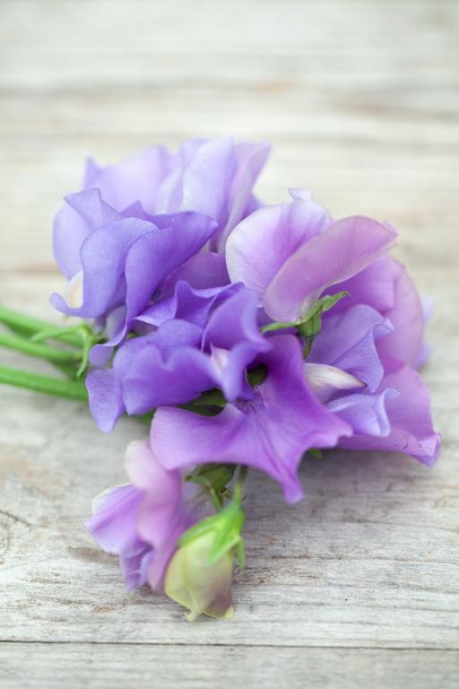 Lathyrus odoratus, 'Just Julia'