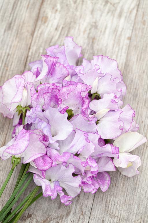 Lathyrus odoratus, 'Jimmy Shand'