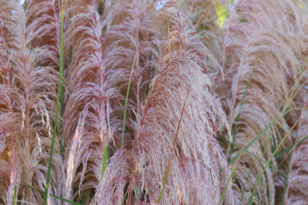 Cortaderia sellonana, 'Pampas Plume Pink'