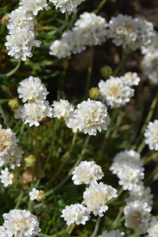 Armeria maritima alba