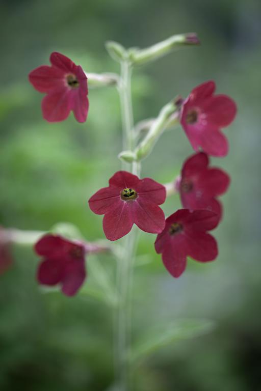 Nicotiana x hybrida, 'Baby Bella', F1 Hybrid