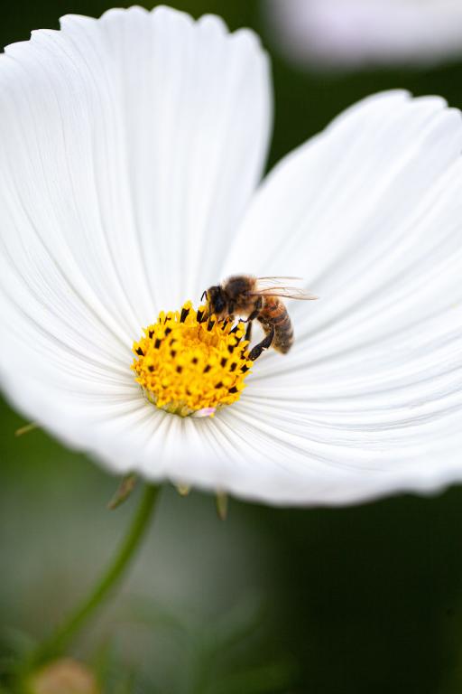 Cosmos bipinnatus, 'Cupcakes White'