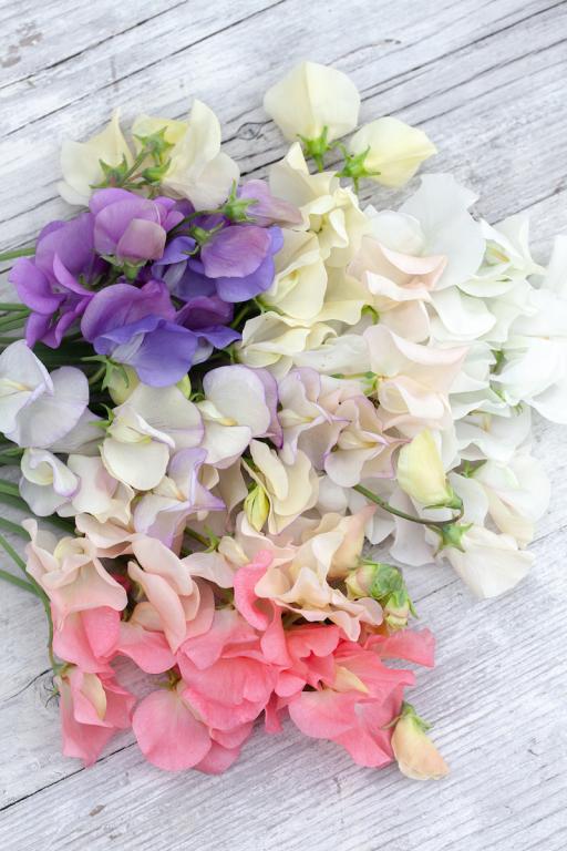 Lathyrus odoratus, Chiltern Seeds 'Perfect Pastels' Mix