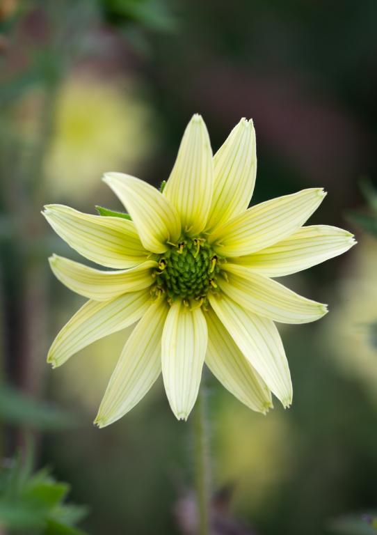 Silphium mohrii