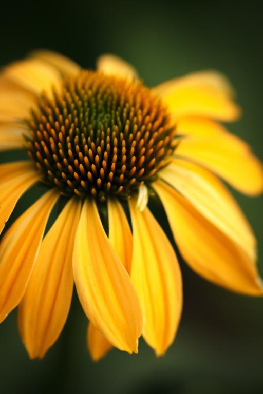 Echinacea purpurea, 'Paradiso Yellow'