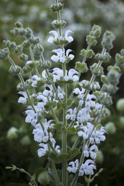 Salvia sclarea var. turkestanica, 'Vatican White'