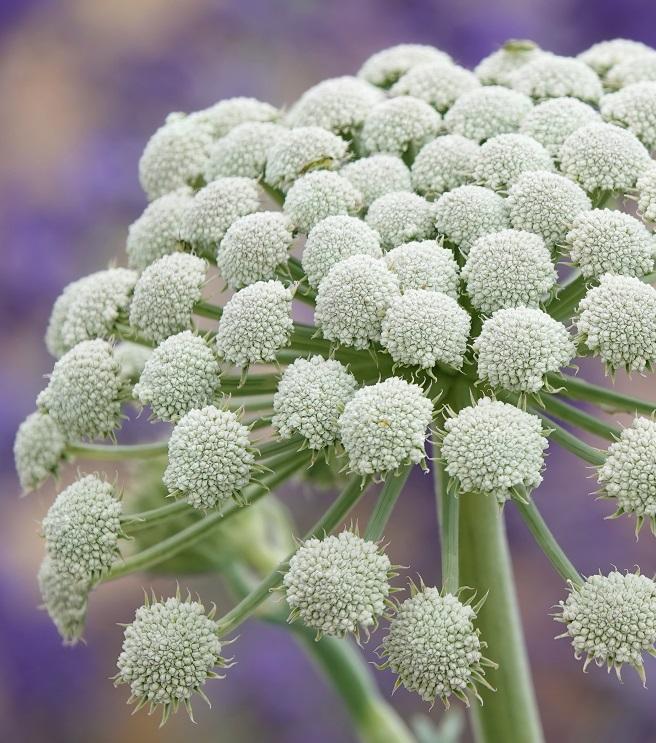 Seseli gumniferum