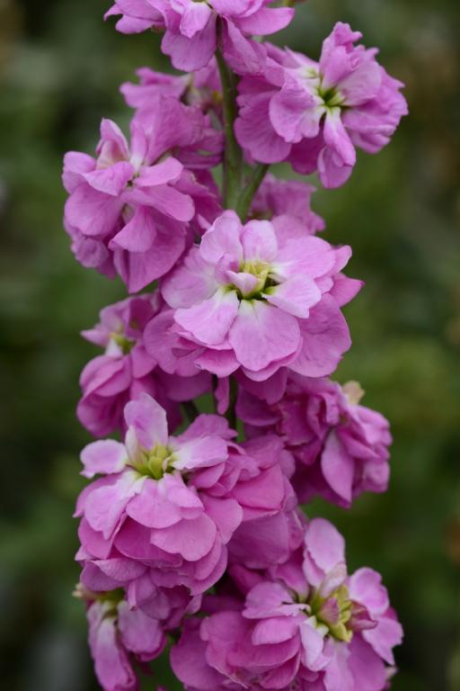 Matthiola incana, Traditional Field Grown Column Stock, 'Rose Pink'