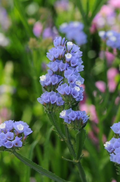 Limonium sinuatum, 'QIS' Pale Blue
