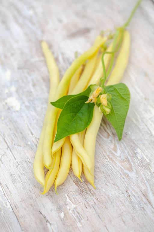 Bean, Climbing French, 'Sunshine'