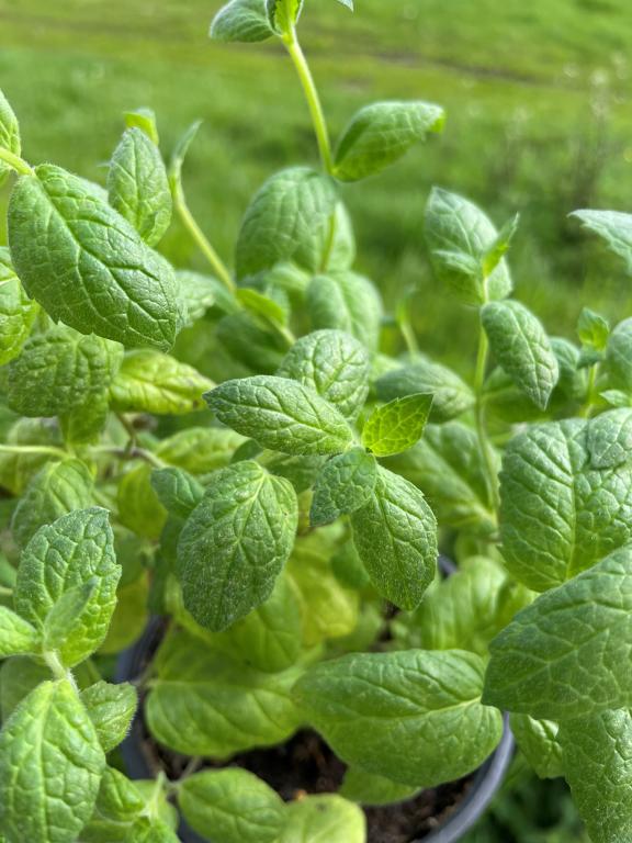 Peppermint (Mentha piperita)