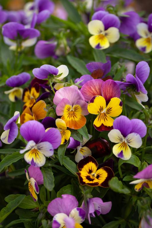 Viola cornuta, 'Chicky Chicks'