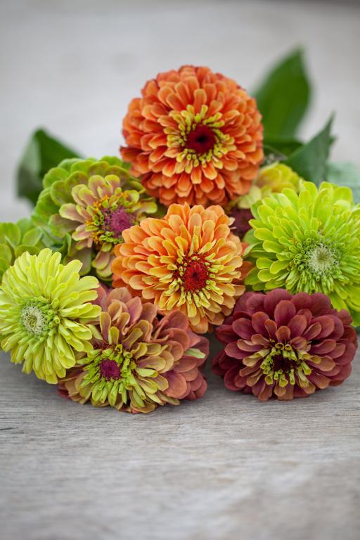 Zinnia elegans, 'Queen Lime Mixed'