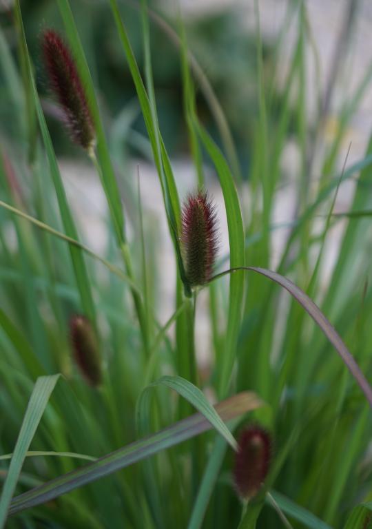 Pennisetum thunbergii, 'Red Buttons'