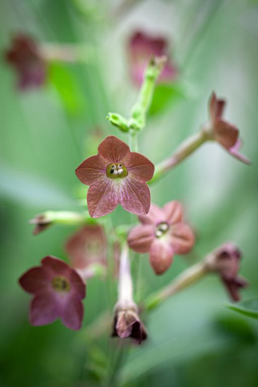 Nicotiana langsdorffii, 'Bronze Queen'