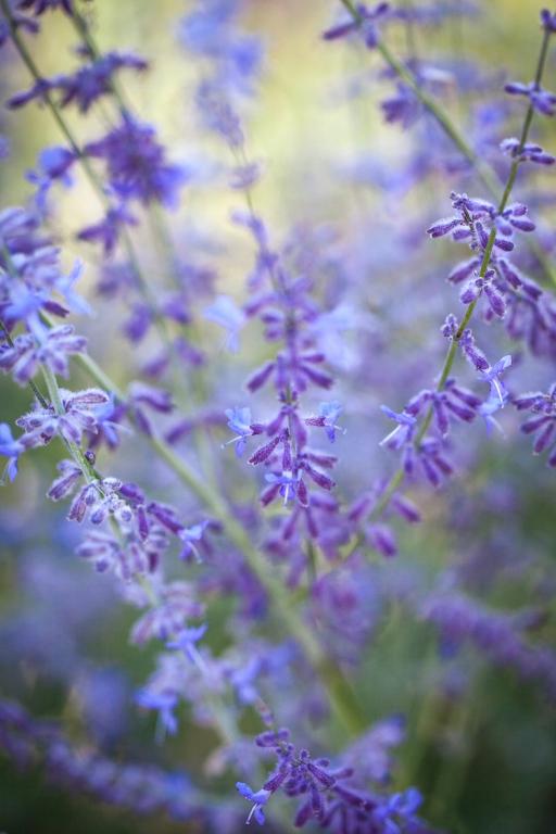 Perovskia atriplicifolia, 'Blue Steel'