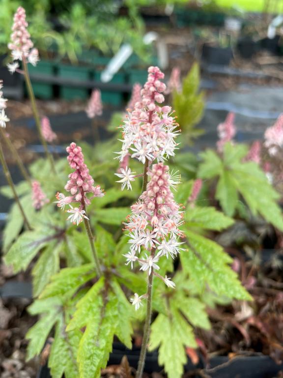 Tiarella wherryi