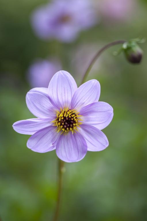 Dahlia merckii