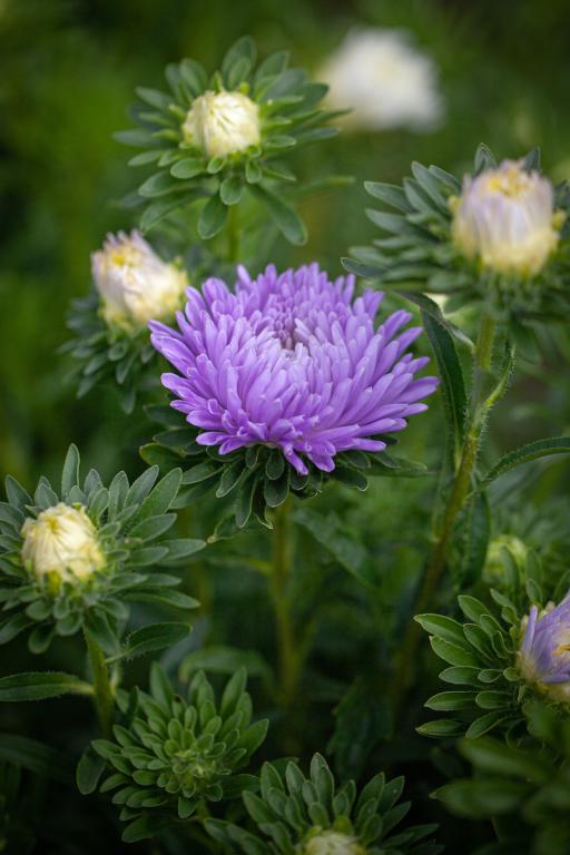 Callistephus chinensis, 'Duchesse Light Blue'