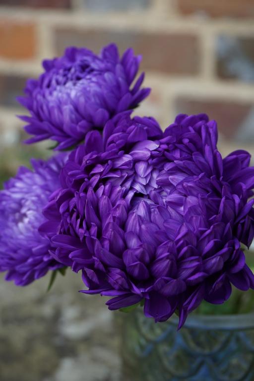 Callistephus chinensis, 'Duchesse Mid Blue'