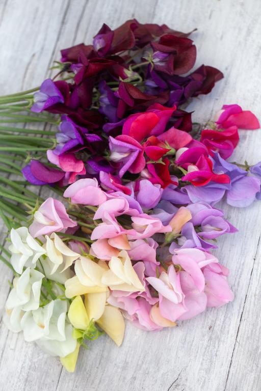 Lathyrus odoratus, 'Heirloom Mixed'