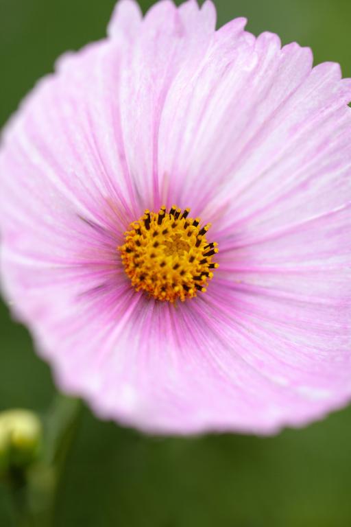 Cosmos bipinnatus, 'Cupcakes Blush'
