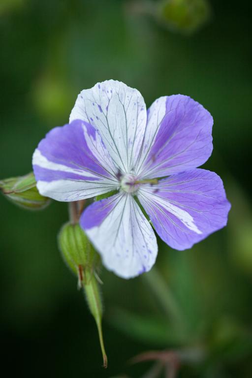 Geranium pratense, 'Splish Splash'