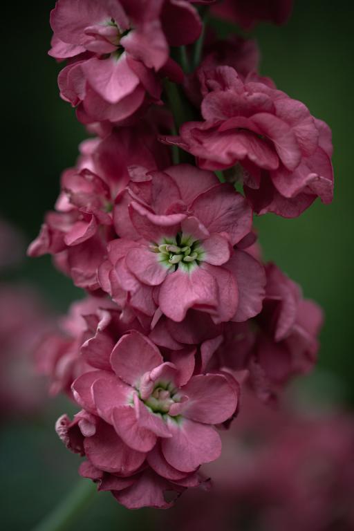 Matthiola incana, 'Vintage Brown'