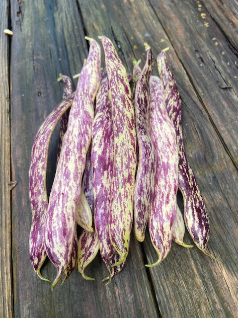Bean, Dwarf French Merveille de Piemonte' ('Dragon's Tongue')