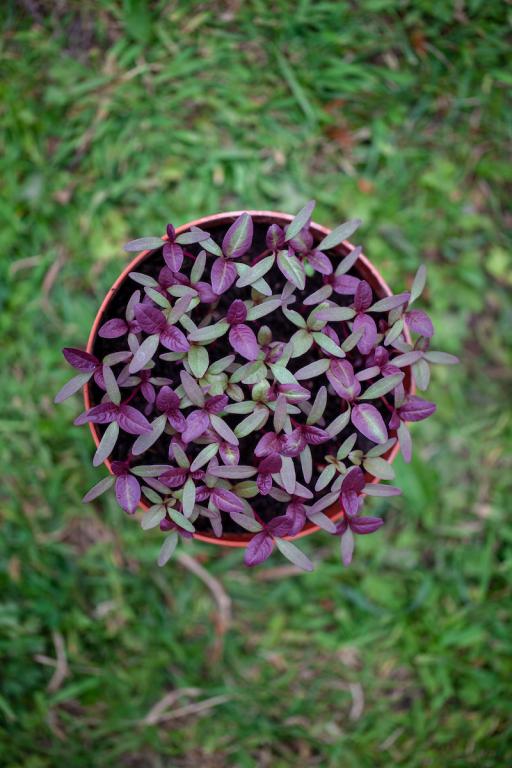 Amaranth, Chinese, 'Green Giant'