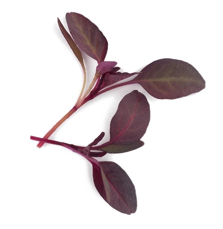 Amaranth, Chinese, 'Red Aztec'
