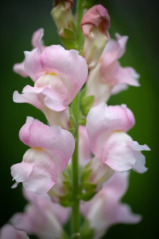 Antirrhinum majus, 'Costa Silver', F1 Hybrid