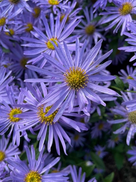 Aster amellus, 'Rudolf Goethe'