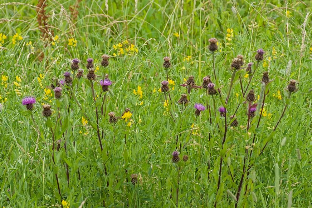MEADOW, The Royal Meadows Highgrove Mixture