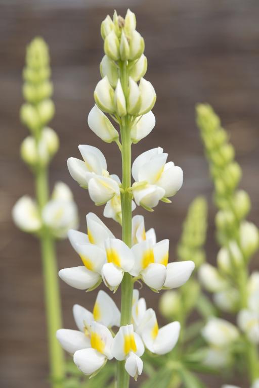 Lupinus mutabilis var. cruckshankii, 'Javelin White'