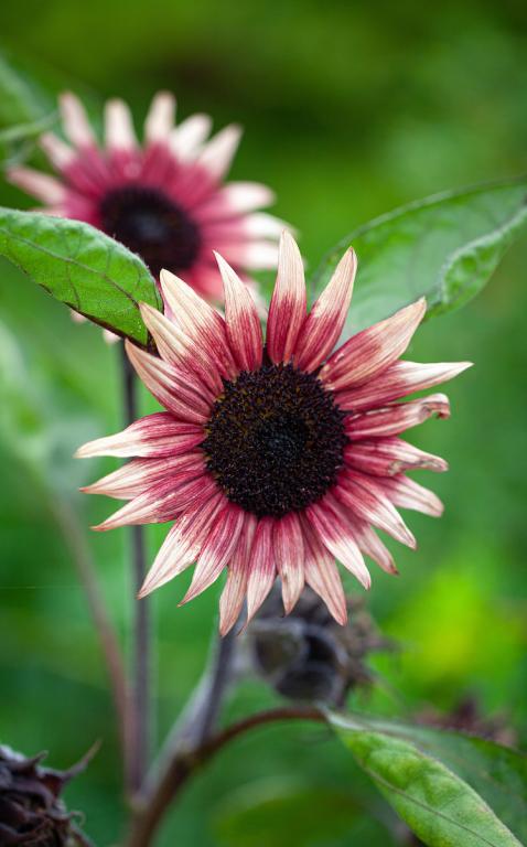 Helianthus annuus, 'Ms Mars'