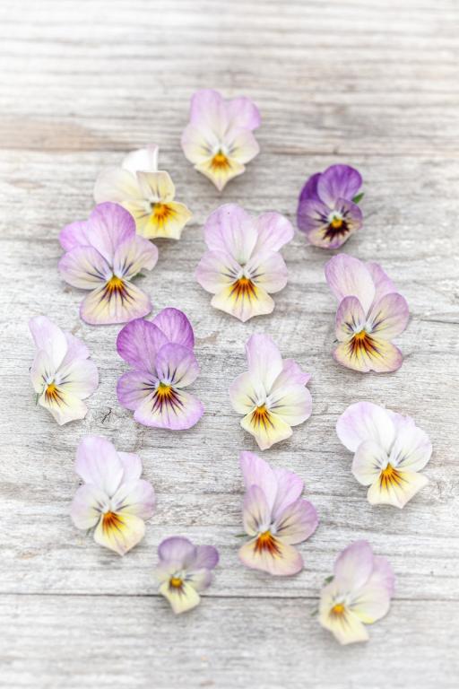 Viola cornuta, 'Endurio Pink Shades' , F1 Hybrid