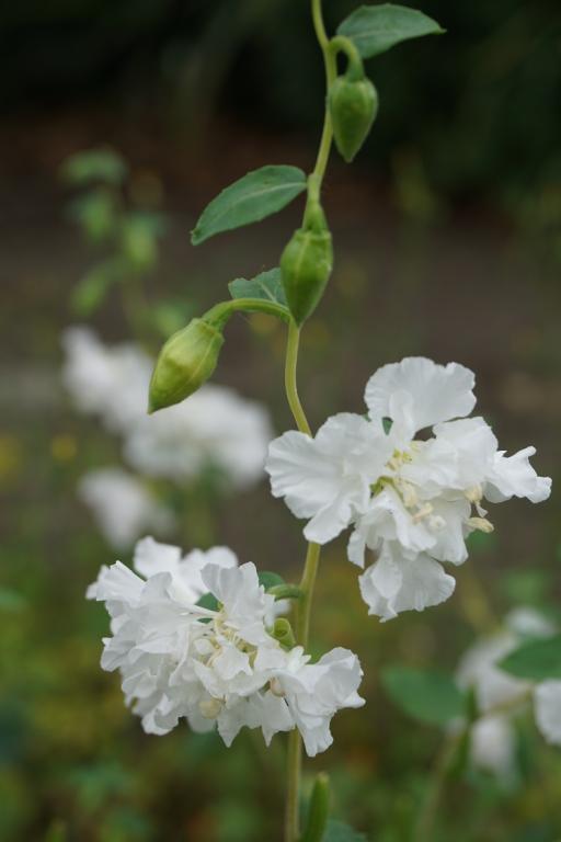 Clarkia unguiculata, 'White'