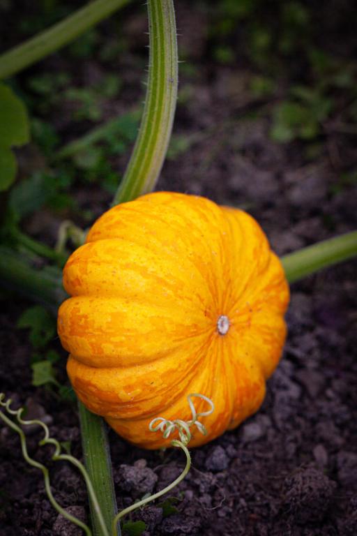 Pumpkin, 'Jill Be Little', F1 Hybrid