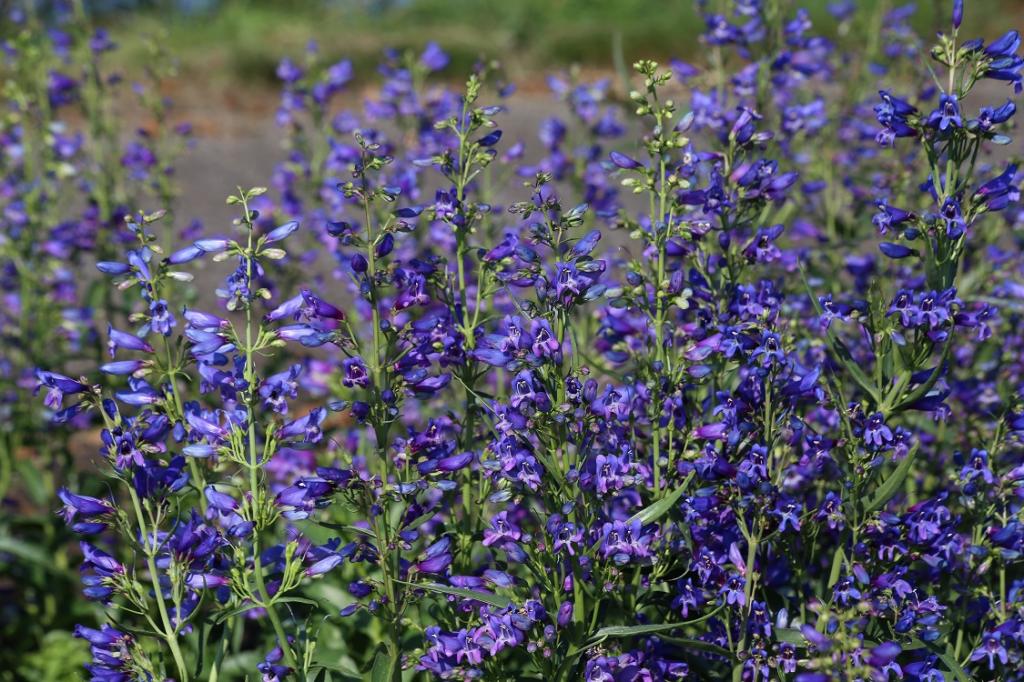 Penstemon barbatus, 'Twizzle Blue'