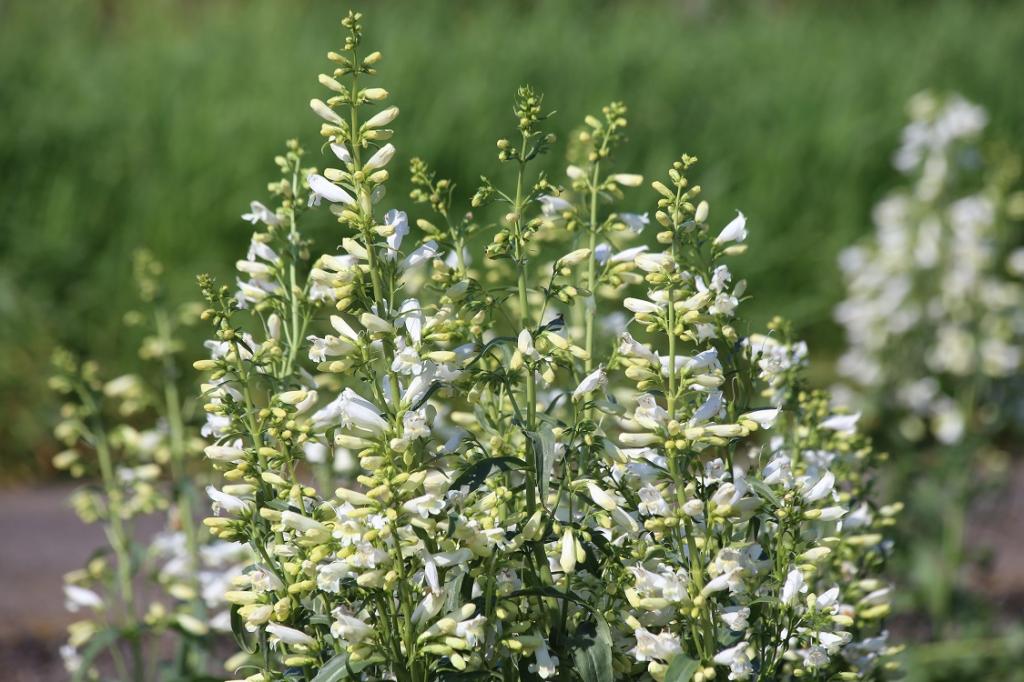 Penstemon barbatus, 'Twizzle White'