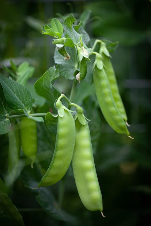 Pea, Mange Tout, 'Oregon Sugar Pod'